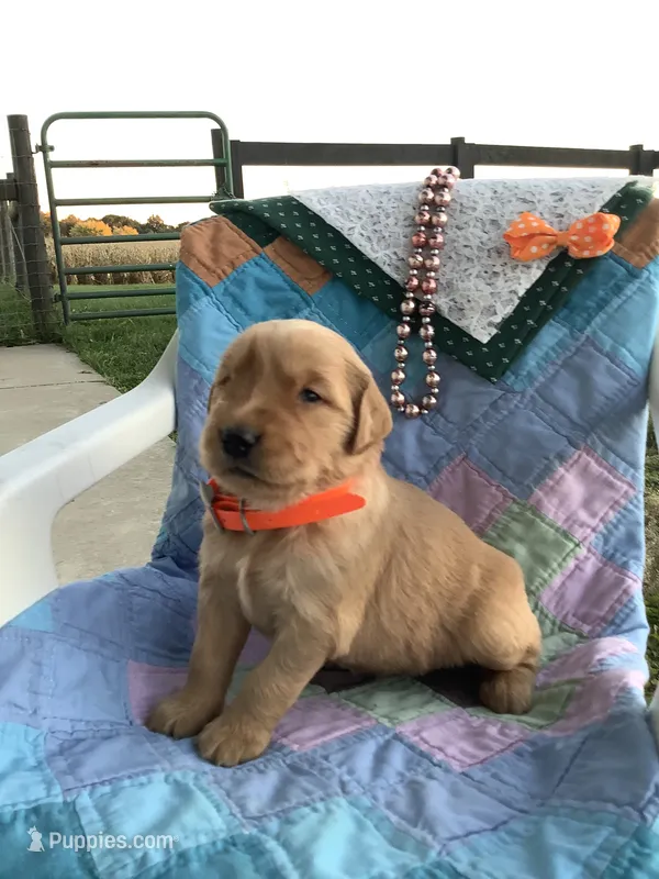 Kyle – Golden Retriever puppy for sale in Baltic, OH