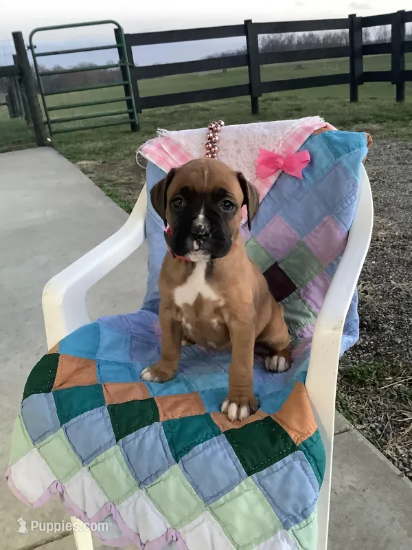 Cindy – Boxer puppy for sale in Baltic, OH