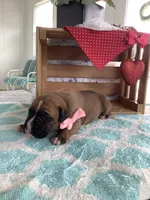 Cindy, a female Boxer for sale in Baltic, OH – Photo 5 of 10