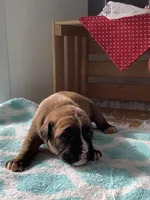 Cindy, a female Boxer for sale in Baltic, OH – Photo 2 of 10