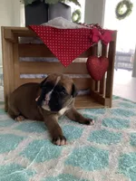 Cindy, a female Boxer for sale in Baltic, OH – Photo 4 of 10