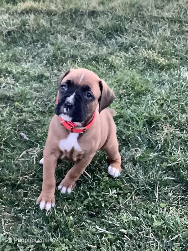 Cindy – Boxer puppy for sale in Baltic, OH