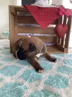 Cindy, a female Boxer for sale in Baltic, OH – Photo 8 of 10
