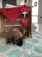 Cindy, a female Boxer for sale in Baltic, OH – Photo 3 of 10