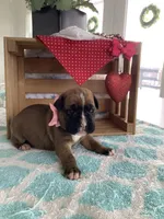 Cindy, a female Boxer for sale in Baltic, OH – Photo 1 of 10