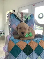 Ty, a male Golden Retriever for sale in Baltic, OH – 7 of 10