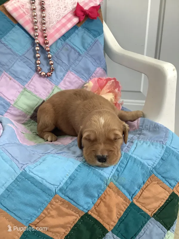 Carrie  – Golden Retriever puppy for sale in Baltic, OH