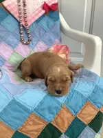 Carrie , a female Golden Retriever for sale in Baltic, OH – 2 of 6