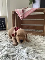 Sheila , a female Golden Retriever for sale in Baltic, OH – 2 of 10