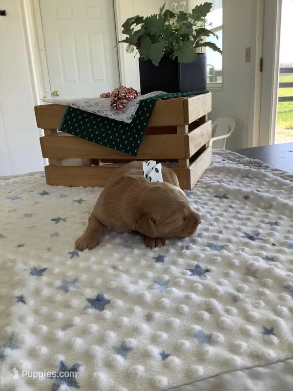 Sandford – Golden Retriever puppy for sale in Baltic, OH