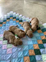 Sandford, a male Golden Retriever for sale in Baltic, OH – Photo 5 of 7