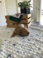 Sandford, a male Golden Retriever for sale in Baltic, OH – Photo 3 of 7