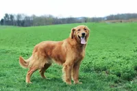 Grant, a male Golden Retriever for sale in Baltic, OH – Photo 4 of 4