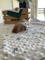 Sandford, a male Golden Retriever for sale in Baltic, OH – Photo 4 of 7