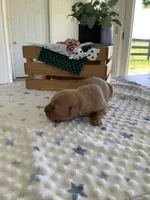 Sandford, a male Golden Retriever for sale in Baltic, OH – Photo 2 of 7