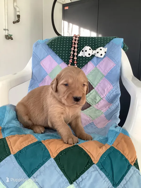 Sanford – Golden Retriever puppy for sale in Baltic, OH