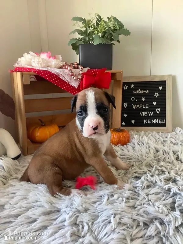 Leah – Boxer puppy for sale in Baltic, OH