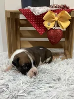 Harley, a male Boxer for sale in Baltic, OH – Photo 4 of 10