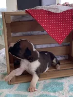 Harley, a male Boxer for sale in Baltic, OH – Photo 2 of 10