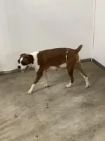 Harley, a male Boxer for sale in Baltic, OH – Photo 10 of 10