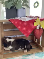 Harley, a male Boxer for sale in Baltic, OH – Photo 3 of 10