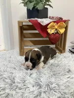 Harley, a male Boxer for sale in Baltic, OH – Photo 7 of 10