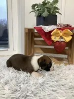 Harley, a male Boxer for sale in Baltic, OH – Photo 8 of 10