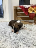 Harley, a male Boxer for sale in Baltic, OH – Photo 6 of 10