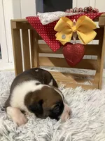 Harley, a male Boxer for sale in Baltic, OH – Photo 5 of 10