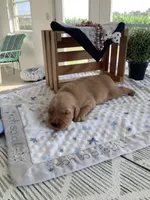 Alex, a male Golden Retriever for sale in Baltic, OH – 2 of 10