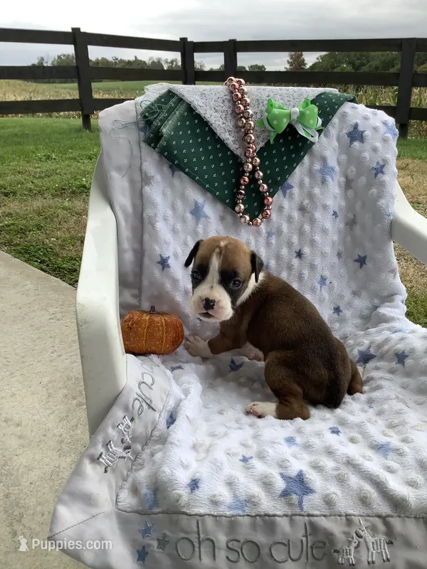 Lance  – Boxer puppy for sale in Baltic, OH