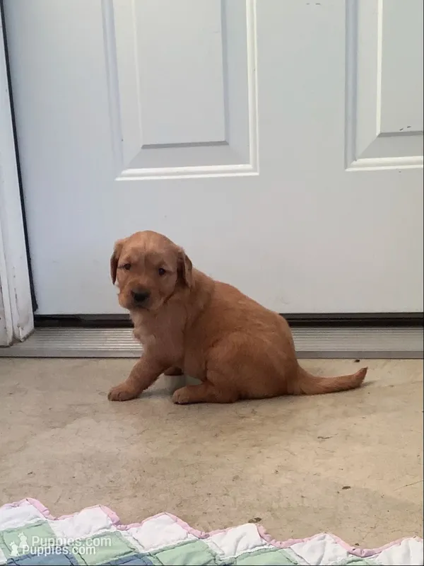 Linda – Golden Retriever puppy for sale in Baltic, OH