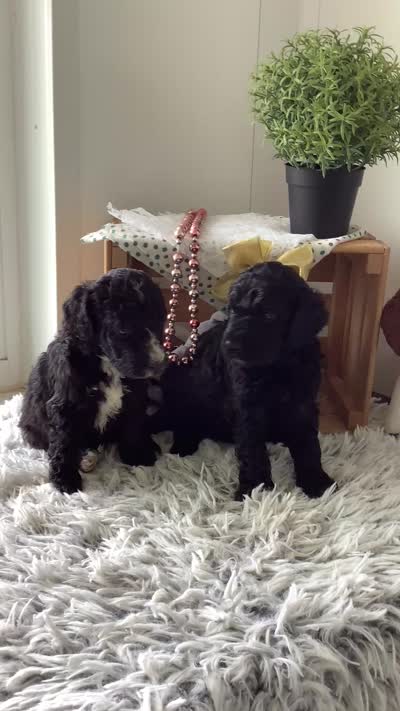 F1bb Goldendoodle - Macho, a male Goldendoodle for sale in Baltic, OH – 5 of 9