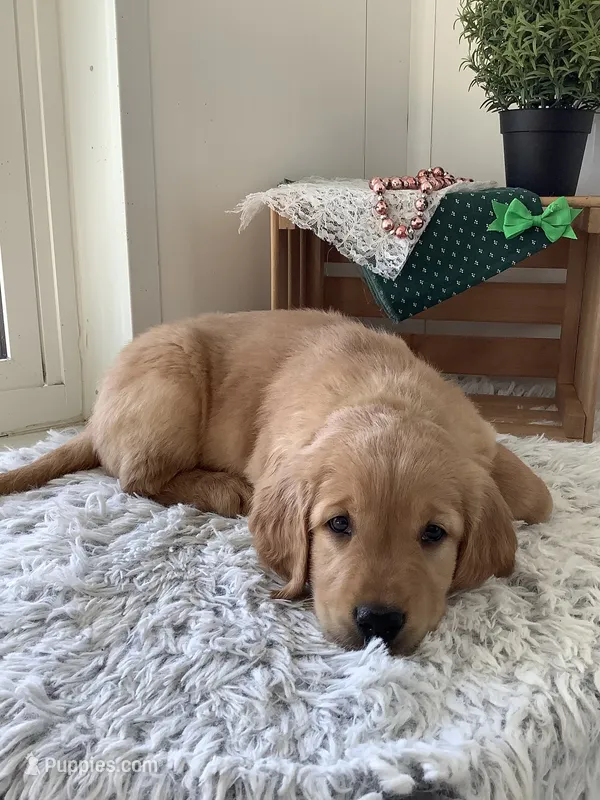 Rambles  – Golden Retriever puppy for sale in Baltic, OH