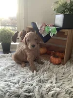 Simon F1b Goldendoodle , a male Goldendoodle for sale in Baltic, OH – 5 of 7