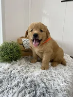Leo, a male Golden Retriever for sale in Baltic, OH – 2 of 4