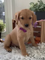 Laina , a female Golden Retriever for sale in Baltic, OH – 4 of 10
