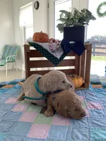 Tyler - F1b Goldendoodle , a male Golden Retriever for sale in Baltic, OH – 4 of 8