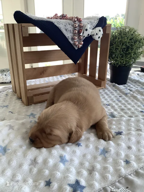 Alex – Golden Retriever puppy for sale in Baltic, OH