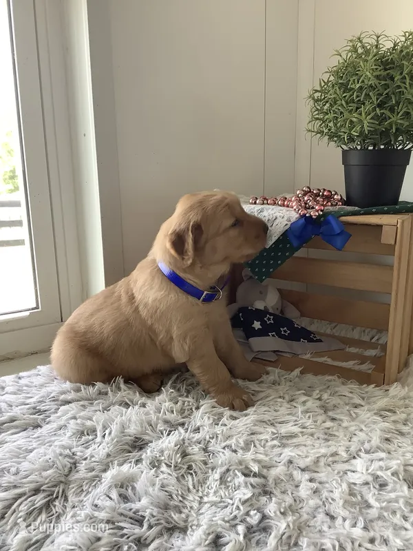 Beetle  – Golden Retriever puppy for sale in Baltic, OH
