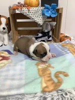 Terry, a male Boxer for sale in Baltic, OH – 6 of 9