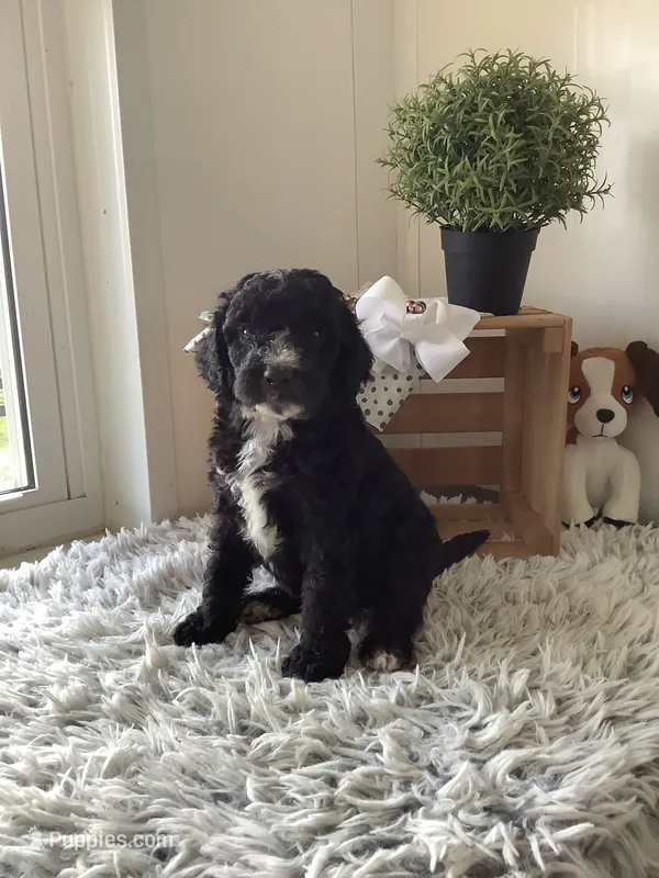 F1bb Goldendoodle - Manny  – Goldendoodle puppy for sale in Baltic, OH