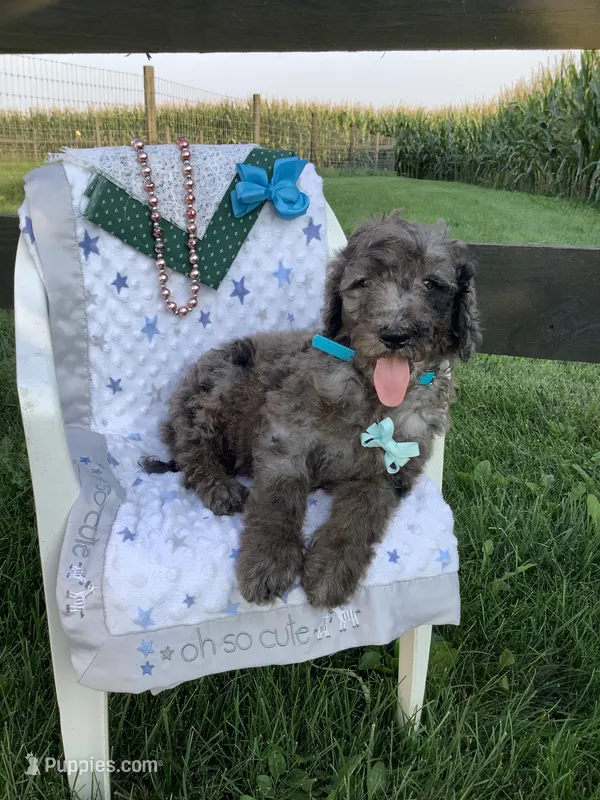 Manny-F1bb  standard – Goldendoodle puppy for sale in Baltic, OH