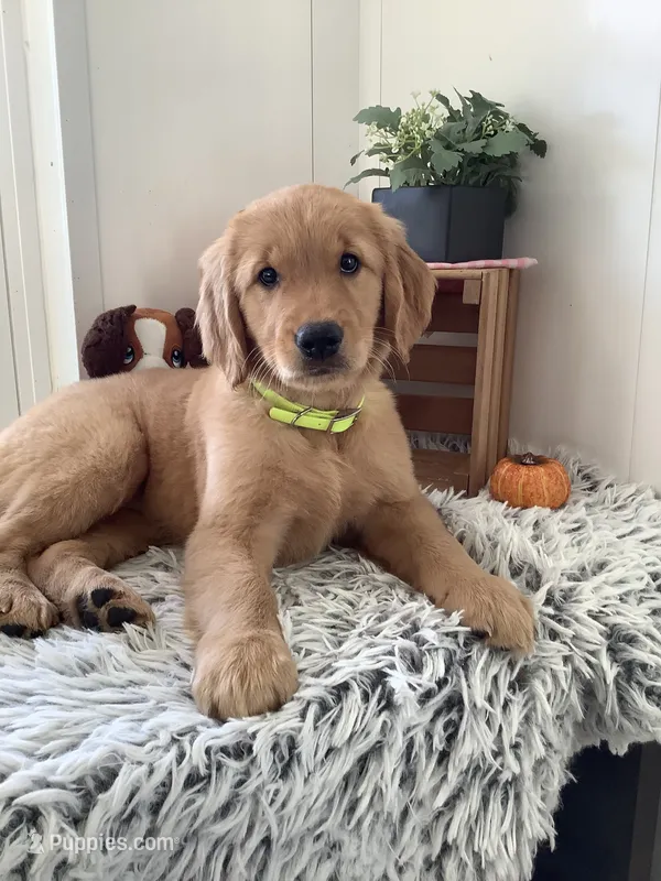 Lola  – Golden Retriever puppy for sale in Baltic, OH