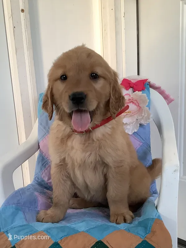 Kallie  – Golden Retriever puppy for sale in Baltic, OH