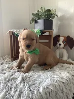 Ty, a male Golden Retriever for sale in Baltic, OH – 2 of 10