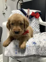 Sammy, a male Golden Retriever for sale in Baltic, OH – 1 of 7