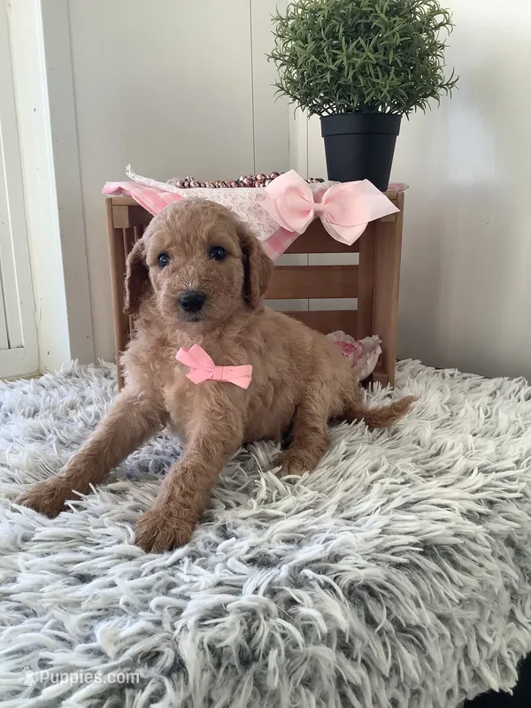 Lady- F1bb Goldendoodle  – Goldendoodle puppy for sale in Baltic, OH