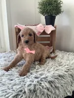 Lady- F1bb Goldendoodle , a female Goldendoodle for sale in Baltic, OH – 1 of 7