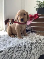 Sheila , a male Golden Retriever for sale in Baltic, OH – 4 of 9